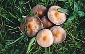 Fairy ring mushrooms