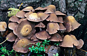 Brown stew fungi