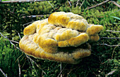 Pine-dye polypore fungus