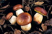 Slippery jack fungi