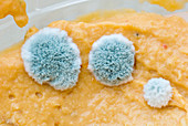 Penicillium mould