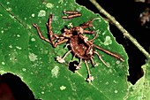 Parasitic fungus in dead spider remains