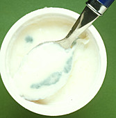 Fungus growing on natural yoghurt
