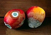 Mouldy nectarines