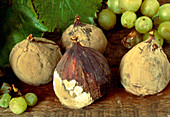 Rotting & mouldy figs
