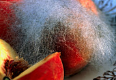 Mould growing on a peach