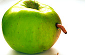 Maggot emerging from apple