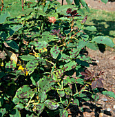 Rose bush suffering from black spot