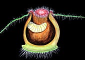 Nettle leaf gall midge larva