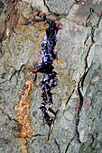 Bleeding canker on tree bark