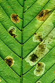 Leaf miner moth damage