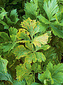 Celery leaf spot
