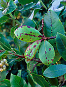 Arbutus leaf spot
