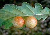 Round galls on an oak leaf