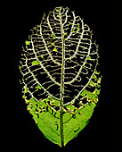 Sawfly caterpillars feeding on leaf