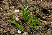 Slug damage to a dahlia (Dahlia sp.)