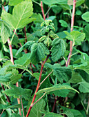 Aphid-damaged redcurrant plant