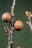 Marble galls on common oak tree