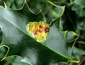 Blotch mines on a holly leaf