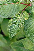 Fuchsia leaves damaged by capsid bugs