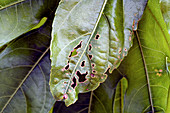 Capsid-damaged Fatsia japonica leaf