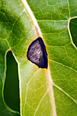 Leaf spot on Fatsia leaf