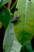 Vine weevil on leaf