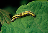 Large white caterpillar eating leaf