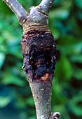 Fungal canker on apple branch