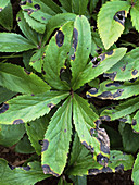 Helleborus leaf spot