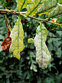 Powdery mildew on Oak leaves