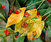 Rust spots on pear leaves