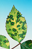 Leaf infection