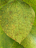 Bean rust fungus on a leaf
