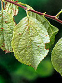 Silver leaf disease