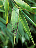 Sooty mould on bamboo leaves