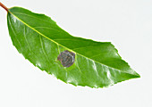 Diseased Portuguese laurel leaf