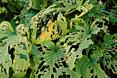 Slug damage of hosta leaves