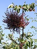 Witches' broom gall