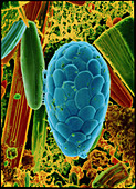 SEM of phytoplankton,
