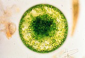 LM of the green alga,Eremosphaera