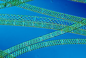 Filaments of Spyrogyra alga