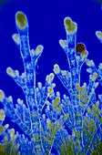 Micrograph of a marine alga