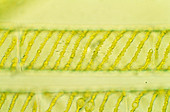 Spirogyra algae