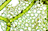 Freshwater alga,light micrograph
