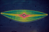 LM of the diatom alga Cymbella sp