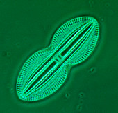Diatom,Diploneis bombus