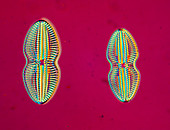 LM of two marine diatoms,Navicula sp