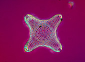 Diatom alga,Amphitetras