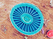 Diatom alga,SEM